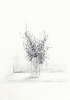 Disegni