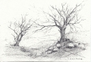 Disegni-13