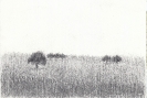 Disegni-14