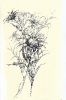 Disegni-5