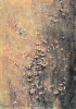Fiori-21