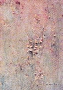 Fiori-23