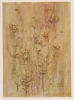 Fiori-34